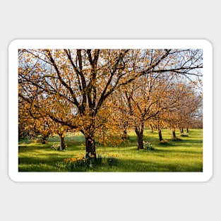 Autumn in the Orchard Sticker